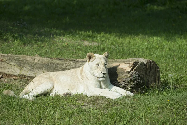 Witte vrouwelijke Leeuw — Stockfoto