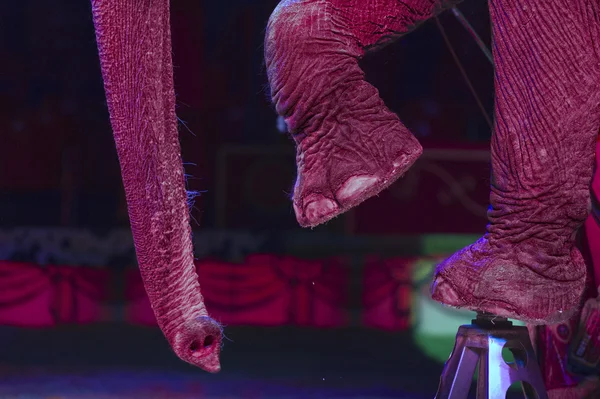 Circus elephant — Stock Photo, Image