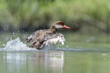 Sıçramasına ise büyük tepeli Bahri ördek