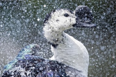 su üzerinde iken yaban ördeği