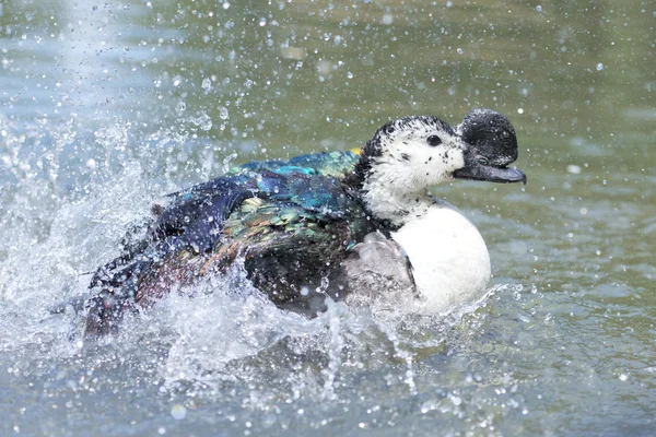 Pato salvaje mientras salpica en el agua —  Fotos de Stock