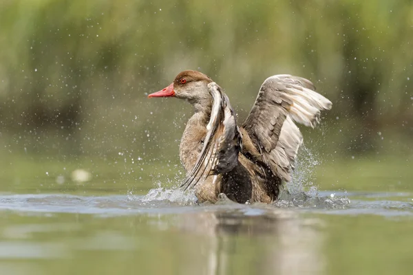 Great crested grebe duck while splashing — Stock Photo, Image