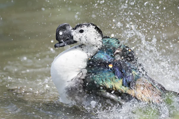 Pato salvaje mientras salpica en el agua —  Fotos de Stock