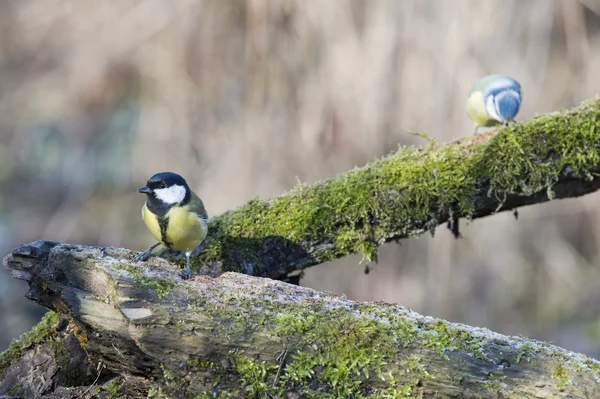 Blå Talgoxe på vintern — Stockfoto