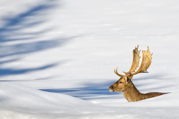 Cervo isolato sullo sfondo bianco della neve — Foto Stock
