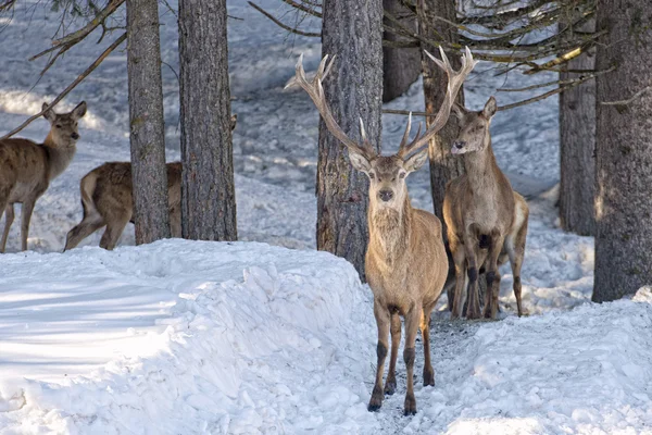 Cervo sullo sfondo della neve — Foto Stock