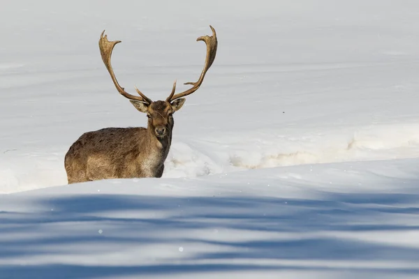 Cerf isolé sur fond de neige blanche — Photo