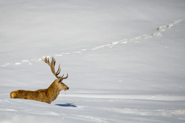 Isolated Deer on the white snow background — Stock Photo, Image