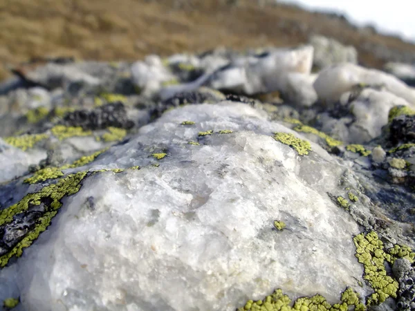 Lichene sulle rocce di montagna vista — Foto Stock