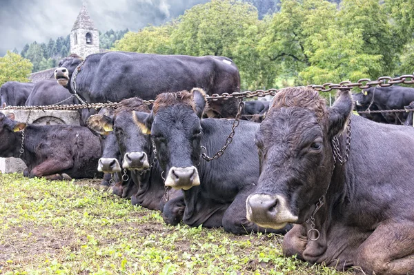 Kuhgruppe auf den italienischen Dolomiten — Stockfoto