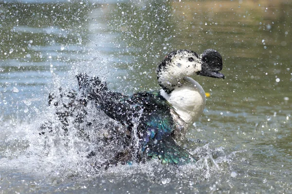 Pato salvaje mientras salpica en el agua —  Fotos de Stock