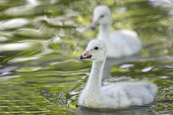 Retrato de cisne bebé mirándote — Foto de Stock