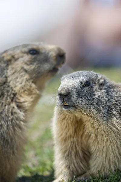 Twee marmot tijdens gevechten — Stockfoto