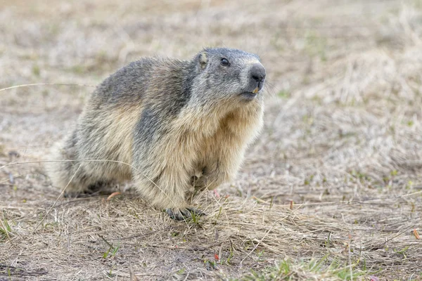 Retrato isolado de marmota enquanto vem até você — Fotografia de Stock