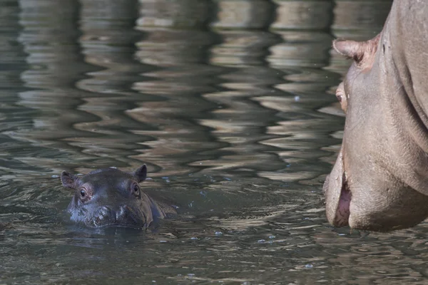Bebé y gran madre retrato de hipopótamo — Foto de Stock
