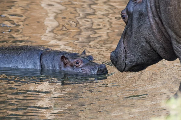 赤ちゃんと大きな母 hyppopotamus の肖像画 — ストック写真