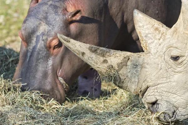 Білий носоріг і гіппо під час їжі разом — стокове фото