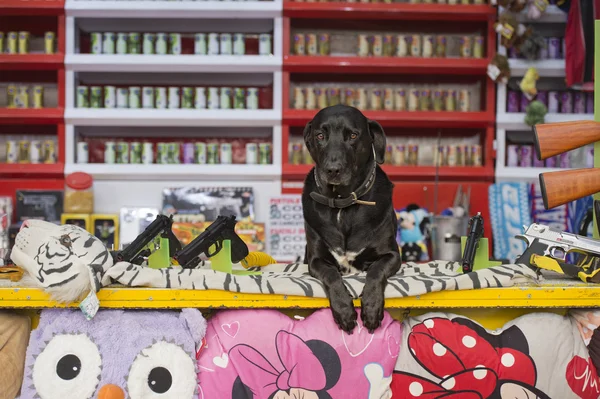 Hond op de kermis van carnaval luna park shooting gallery — Stockfoto