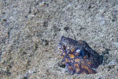 Mooray yılan balığı kurt balık kuma gizleme 