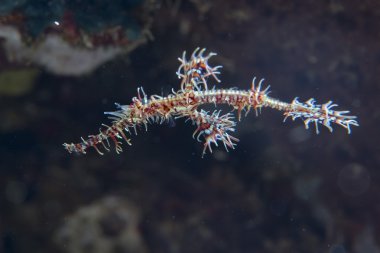 Süslü hayalet boru balık deniz atı aile