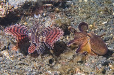 Hindistan cevizi ahtapot iskorpit karşı mücadele