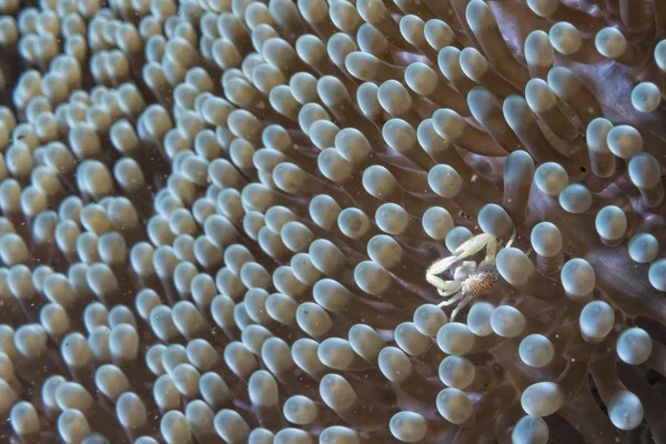 Baby porcelain crab — Stock Photo, Image