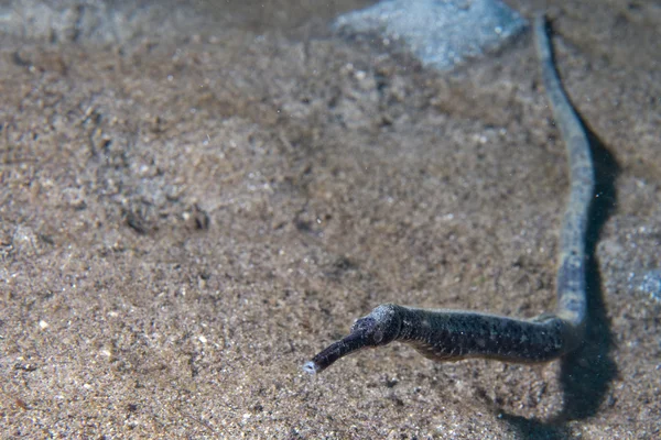 Un pesce tubo sulla sabbia — Foto Stock