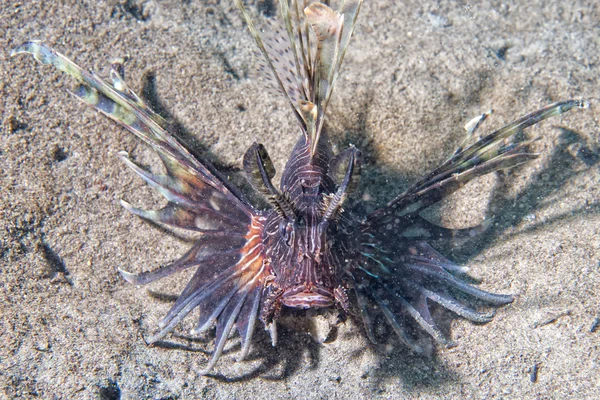 Scorpion Lion fish portrait — 스톡 사진