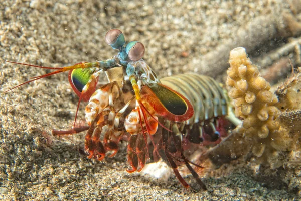 Mantis Lobster defending eggs — Stock Photo, Image