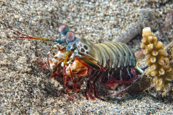 Mantis Lobster defending eggs — Stock Photo, Image