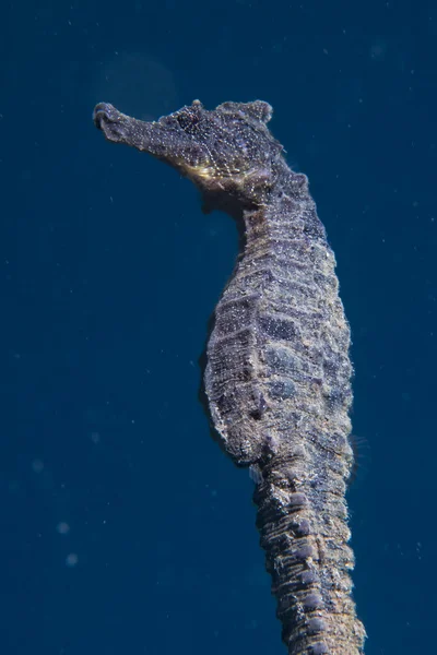 Cheval de mer noir vous regardant en Indonésie — Photo