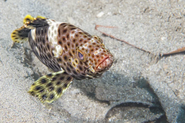 Kleurrijke grouper geïsoleerd op zwart — Stockfoto