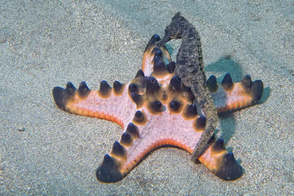 Black sea horse hanging on pink sea star — Stock Photo, Image