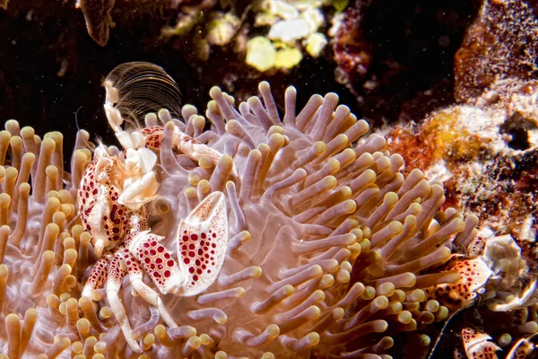 Porcelain crab — Stock Photo, Image