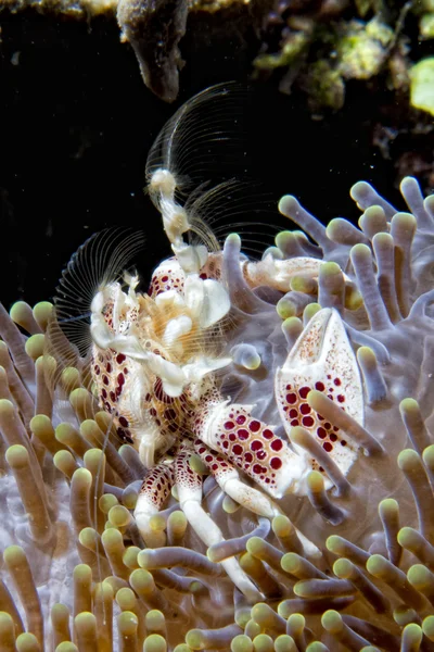 Porcelain crab — Stock Photo, Image