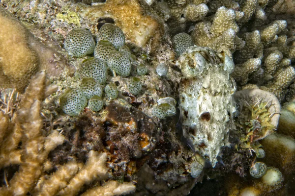 Calamar sepia bajo el agua mientras come camarones — Foto de Stock