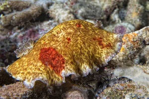 Platydoris Cruenta nudibranch v Indonésii — Stock fotografie