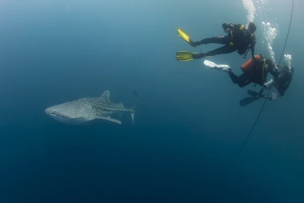 Whale Shark close encounter with diver underwater in Papua