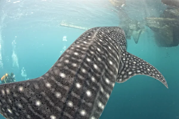 Whale Shark under fisherman fishing platform in Papua — Stock Photo, Image