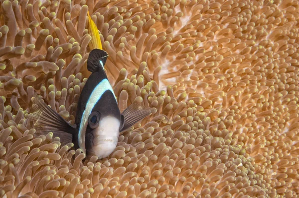 Clown fish while looking at you from anemone — Stock Photo, Image