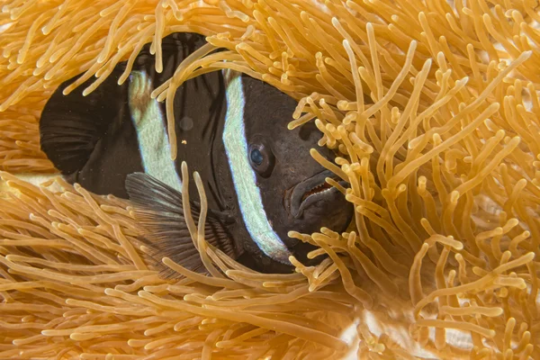 Clown fisk medan du tittar på dig från anemone — Stockfoto