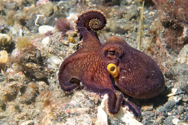 Kokosnoot octopus onderwater portret — Stockfoto