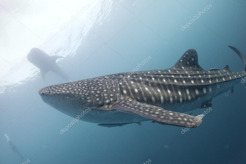 Whale Shark close up underwater portrait