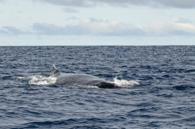 Kambur balina kafa geliyor