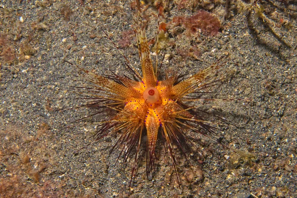 Sea urchin detail macro — Stock Photo, Image