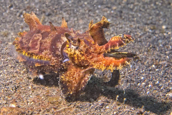 Kleurrijke squid inktvis flamboyant onderwater — Stockfoto