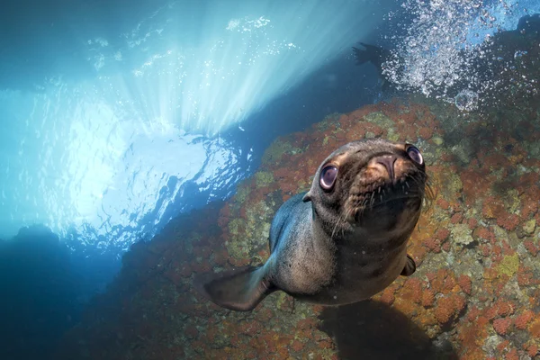 Welpe Seelöwe unter Wasser schaut dich an — Stockfoto