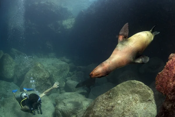 Welpe Seelöwe unter Wasser schaut dich an — Stockfoto