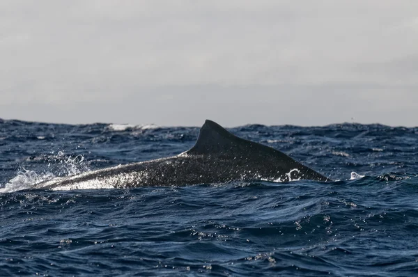 ザトウクジラの違反と青いポリネシア海でジャンプ — ストック写真