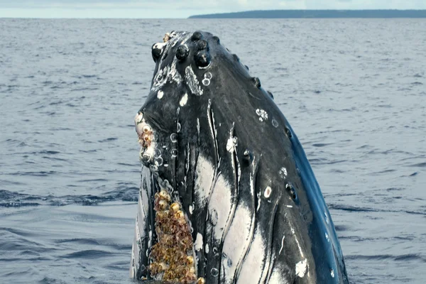 Cabeza de ballena jorobada acercándose —  Fotos de Stock